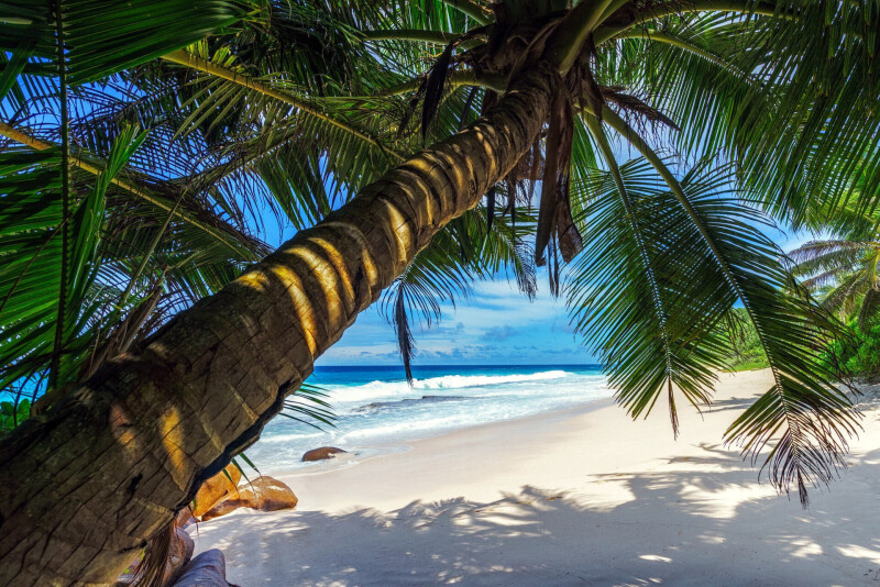 Palm-Tree_0053.jpg