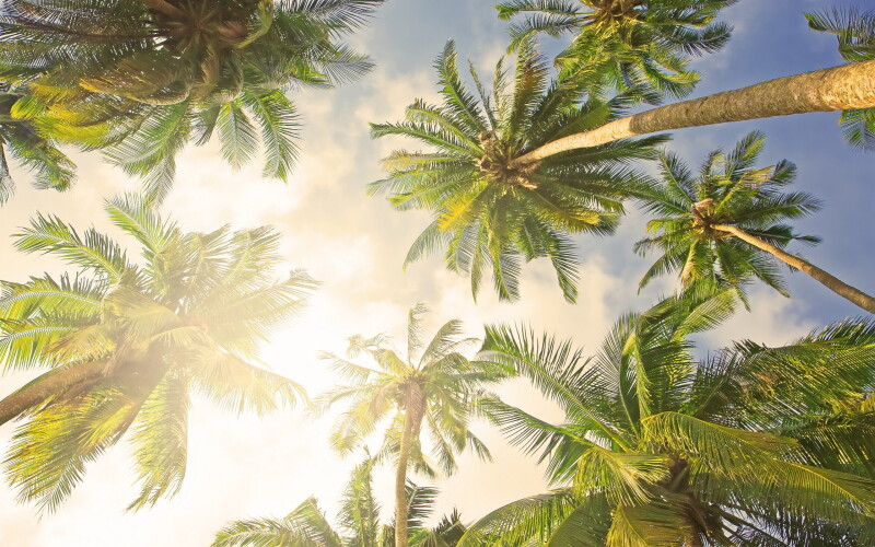 Palm-Tree_0054.jpg