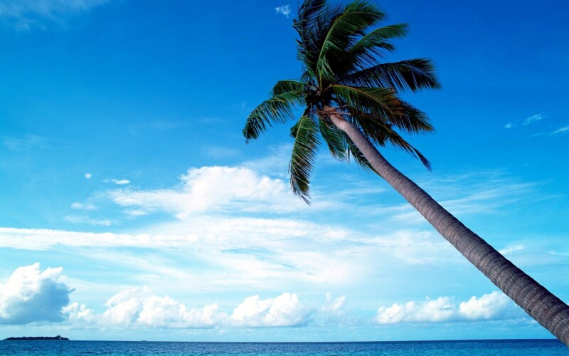 Palm-Tree_0058.jpg