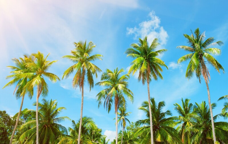 Palm-Tree_0062.jpg