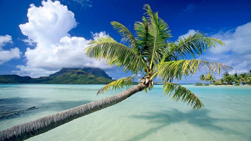 Palm-Tree_0067.jpg