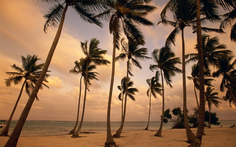 Palm-Tree_0072.jpg