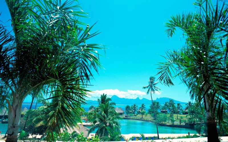 Palm-Tree_0096.jpg