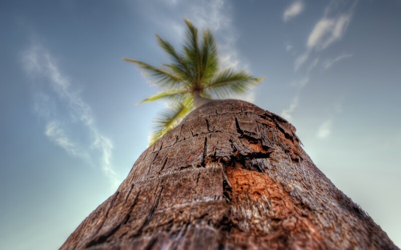 Palm-Tree_0130.jpg
