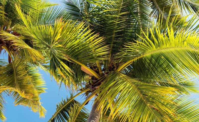 Palm-Tree_0132.jpg