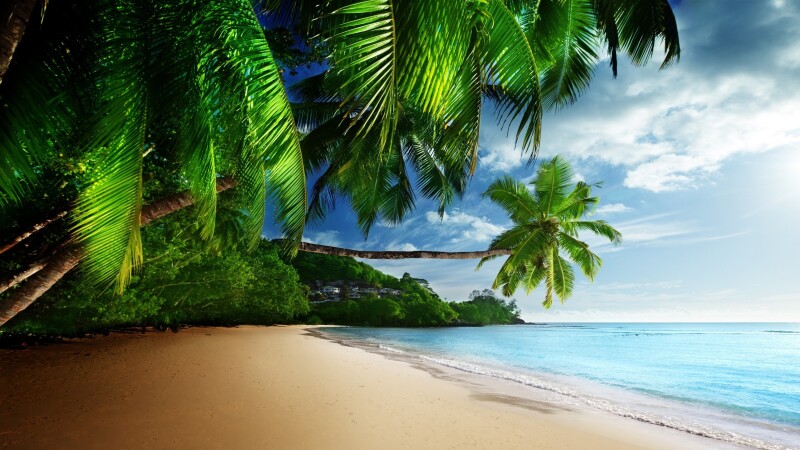 Palm-Tree_0134.jpeg