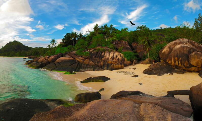 Palm-Tree_0141.jpg