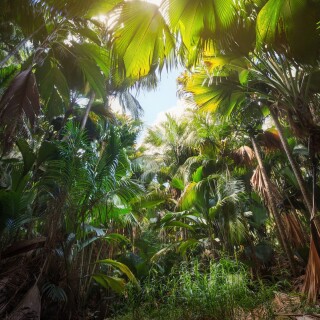 Palm-Tree_0147