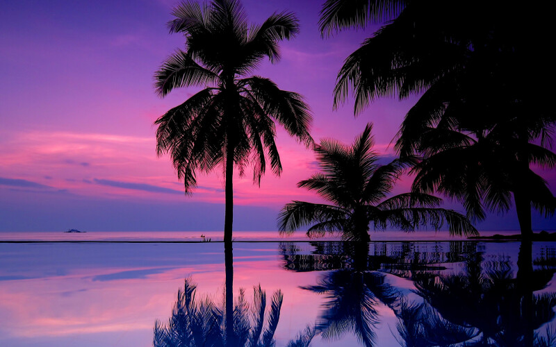 Palm-Tree_0150.jpg