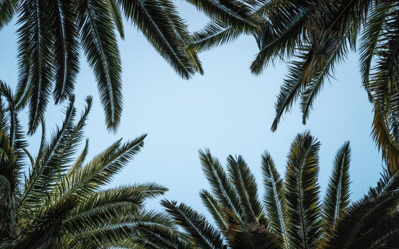 Palm-Tree_0173.jpg
