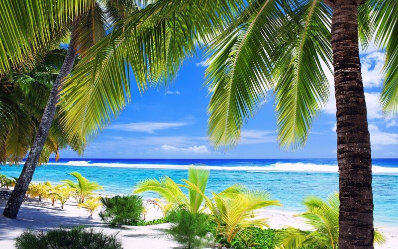 Palm-Tree_0175.jpg