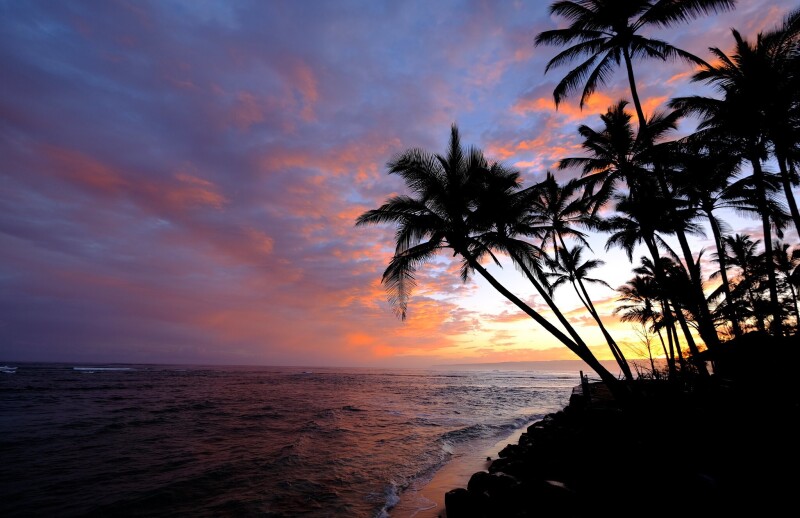 Palm-Tree_0176.jpg