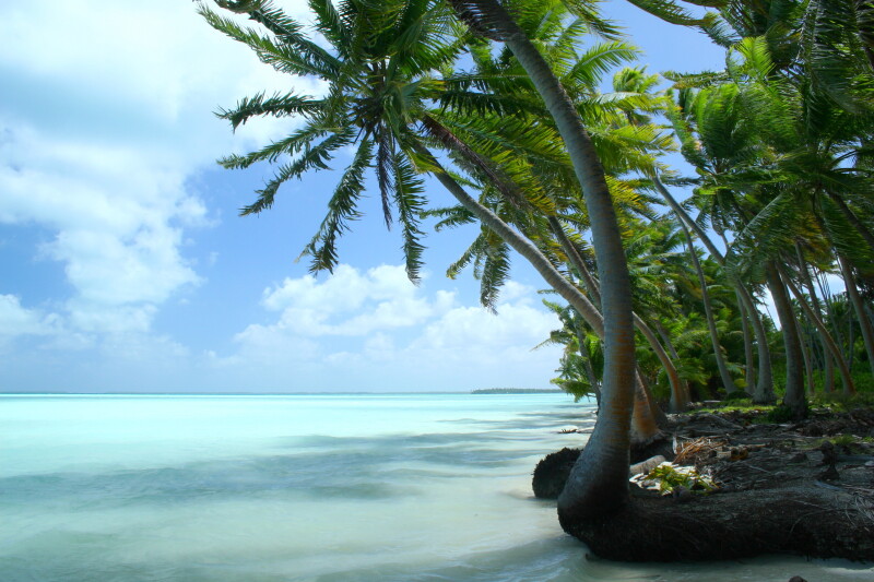 Palm-Tree_0178.jpg