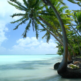 Palm-Tree_0178