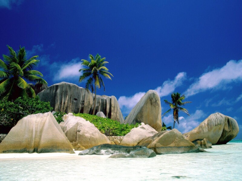 Palm-Tree_0186.jpg