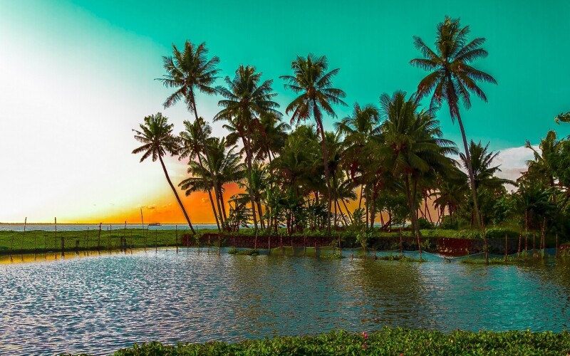 Palm-Tree_0205.jpg