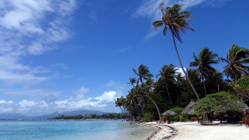 Palm-Tree_0212.jpg