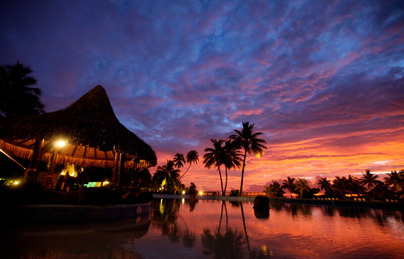 Palm-Tree_0219.jpg
