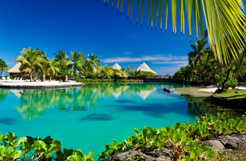 Palm-Tree_0232.jpg