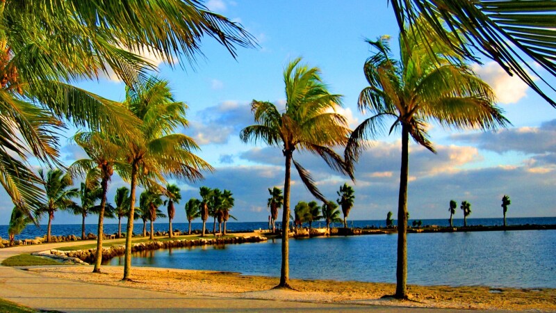 Palm-Tree_0255.jpg