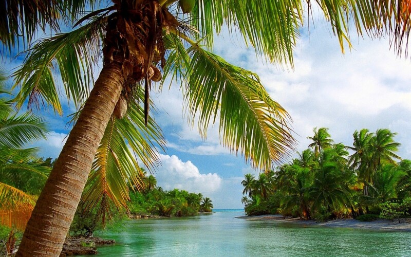 Palm-Tree_0263.jpg