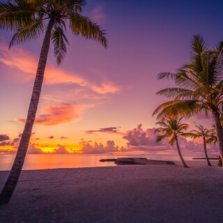 Palm-Tree_0267
