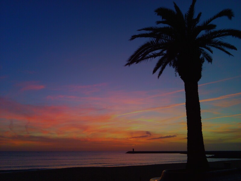 Palm-Tree_0268.jpg