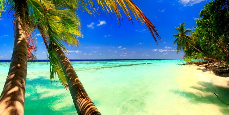 Palm-Tree_0275.jpg