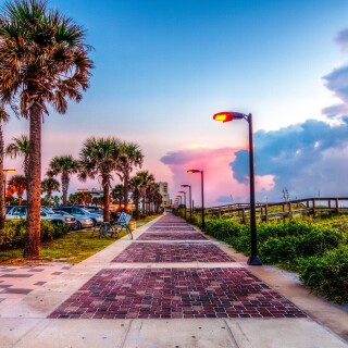 Palm-Tree_0290