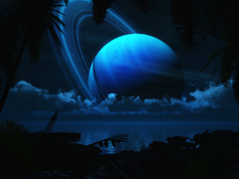 Palm-Tree_0292.jpg