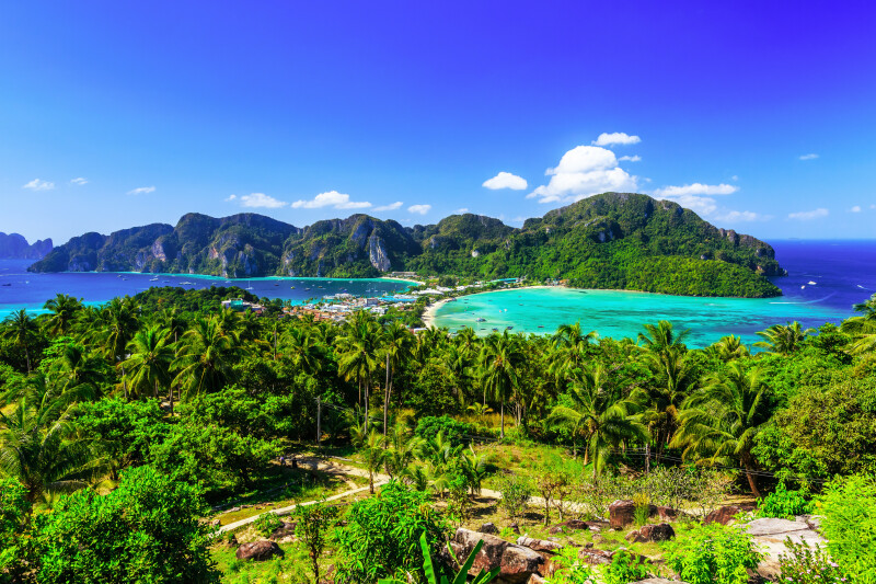 Palm-Tree_0298.jpg