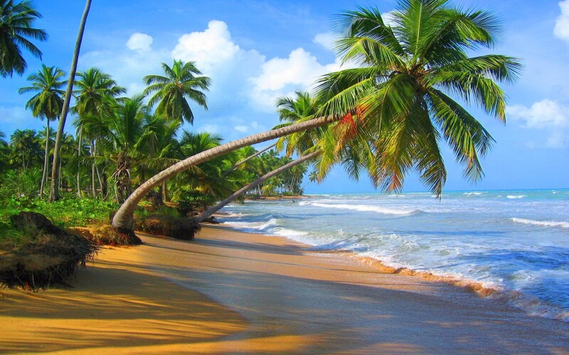 Palm-Tree_0304.jpg
