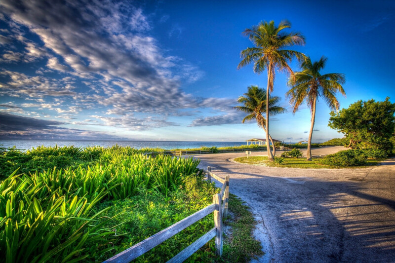 Palm-Tree_0309.jpg