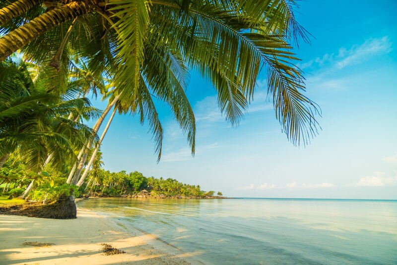 Palm-Tree_0319.jpg