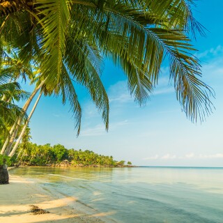 Palm-Tree_0319