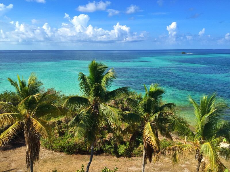 Palm-Tree_0335.jpg