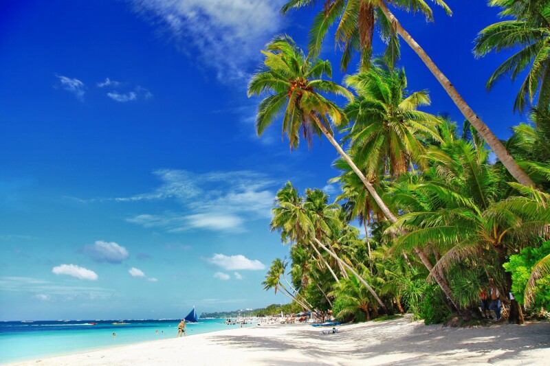 Palm-Tree_0342.jpg