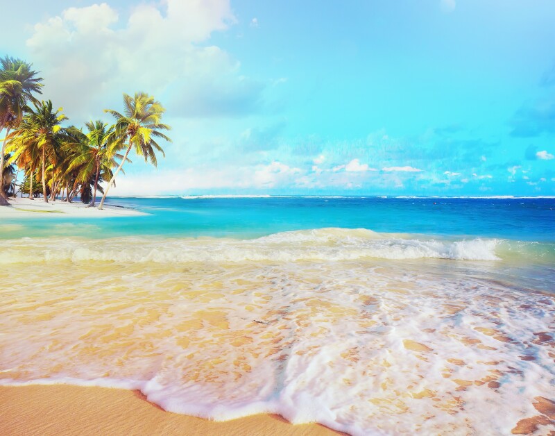 Palm-Tree_0349.jpg