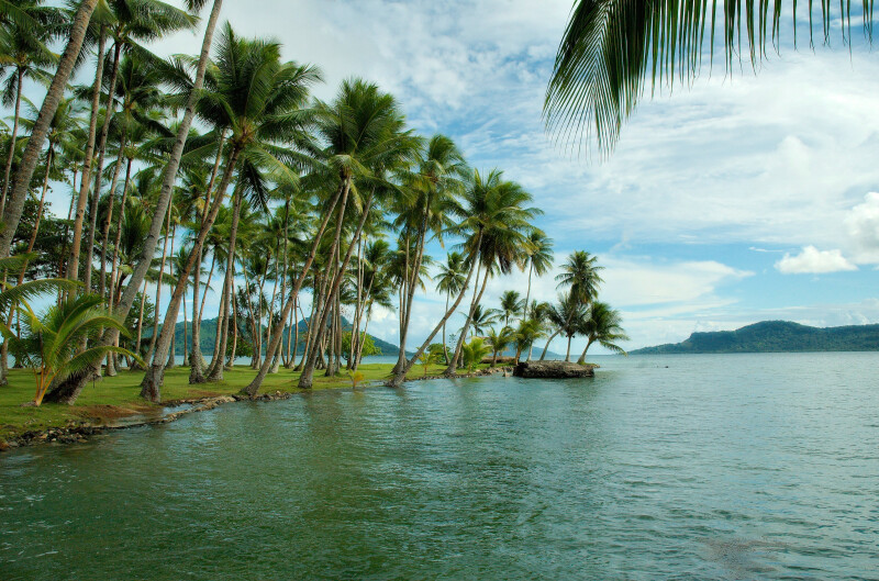 Palm-Tree_0358.jpg