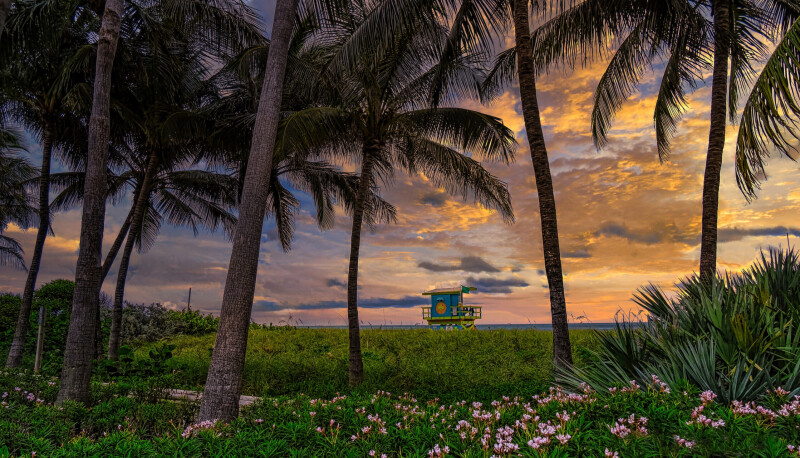 Palm-Tree_0367.jpg