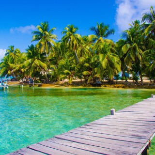 Palm-Tree_0371