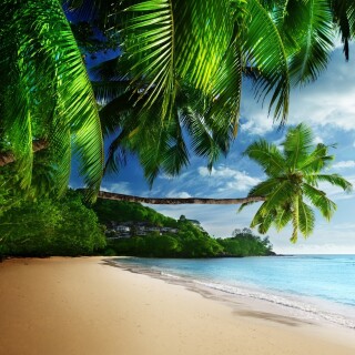 Palm-Tree_0374