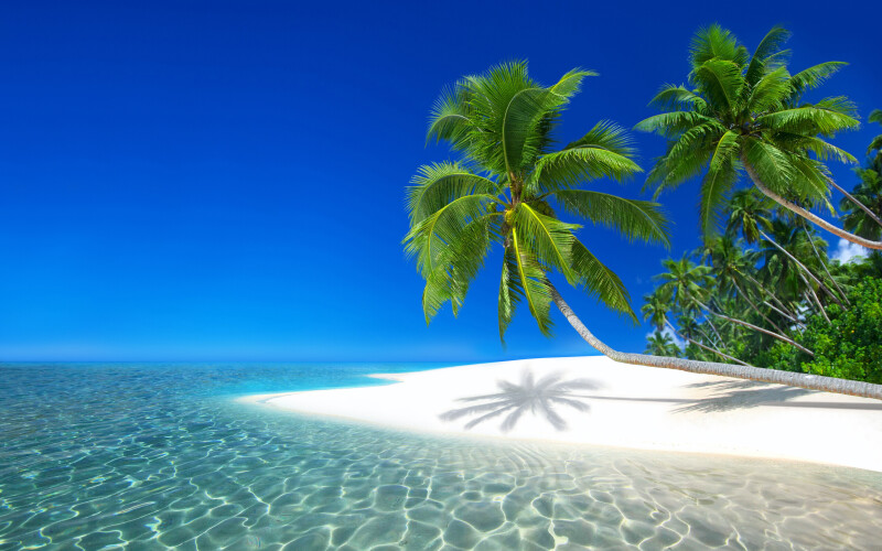 Palm-Tree_0379.jpg