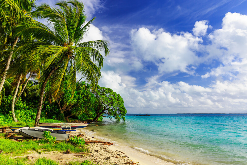 Palm-Tree_0380.jpg