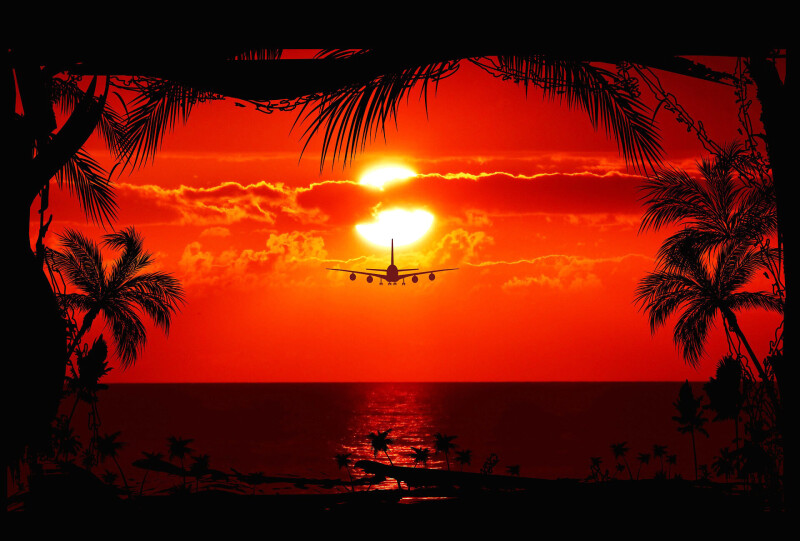 Palm-Tree_0384.jpg