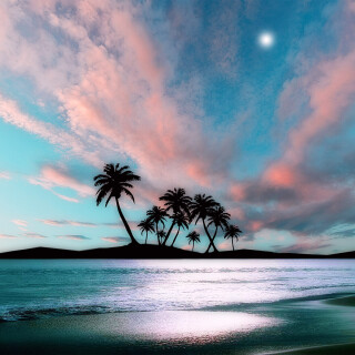 Palm-Tree_0405