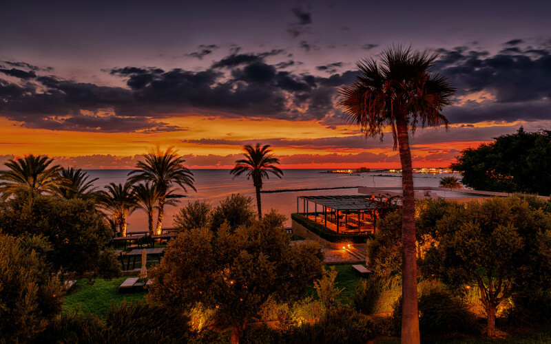 Palm-Tree_0411.jpg