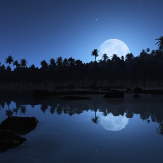 Palm-Tree_0416