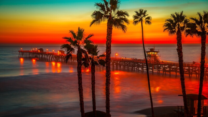 Palm-Tree_0442.jpg