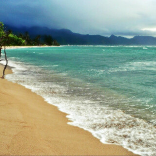 Palm-Tree_0465
